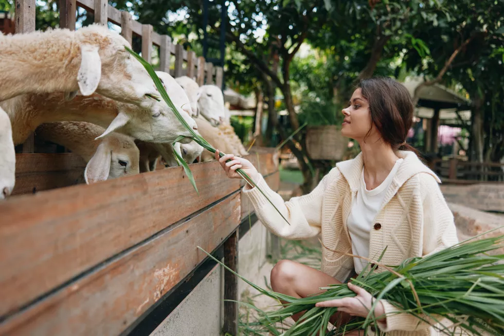 asian-woman-feeding-sheep-farm-with-green-grass