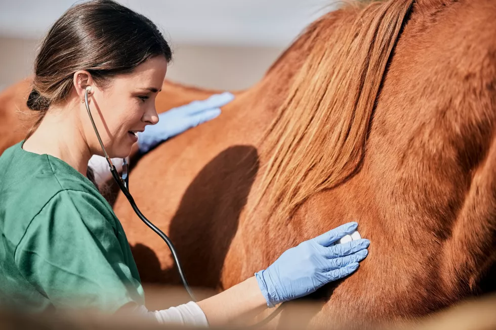 woman-vet-stethoscope-horse-farm-with-wellness-healthcare-support-with-animal-countryside-nurse-trust-helping-with-heart-rate-monitoring-outdoor-with-smile-from-nursing