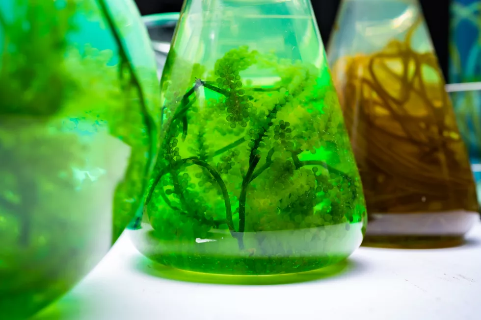 green-alga-laboratory-research-alternative-biofuel-energy-technology-biotechnology-concept