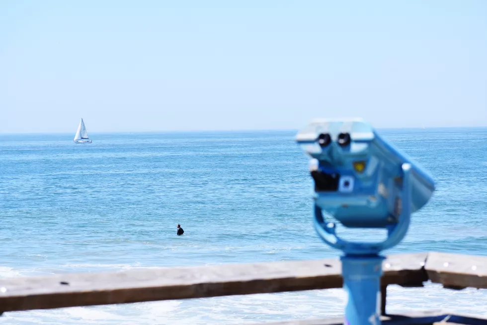 seagull-sea-against-clear-sky