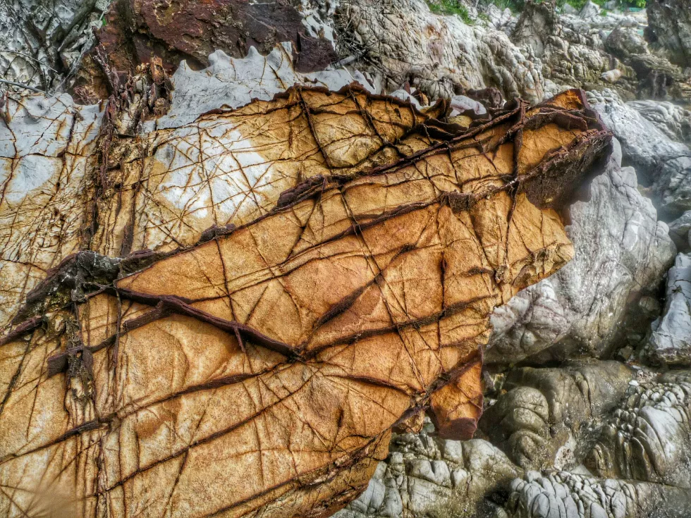 close-up-tree