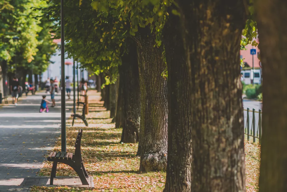 trees-park