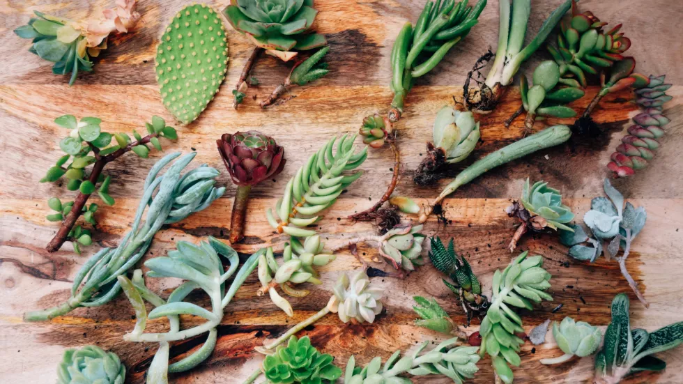 high-angle-view-vegetables