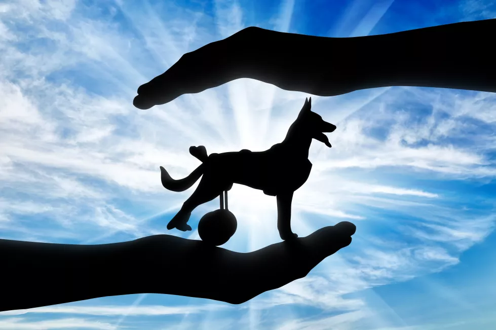 silhouette-dog-wheelchair-hands-man-concept-helping-caring-animals-with-disabilities