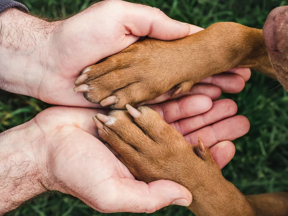 charming-sweet-puppy-chocolate-color-close-up-indoors-day-light-concept-care-education-obedience-training-raising-pets