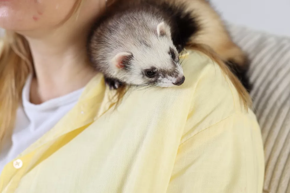 woman-with-cute-ferret-closeup-domestic-pet