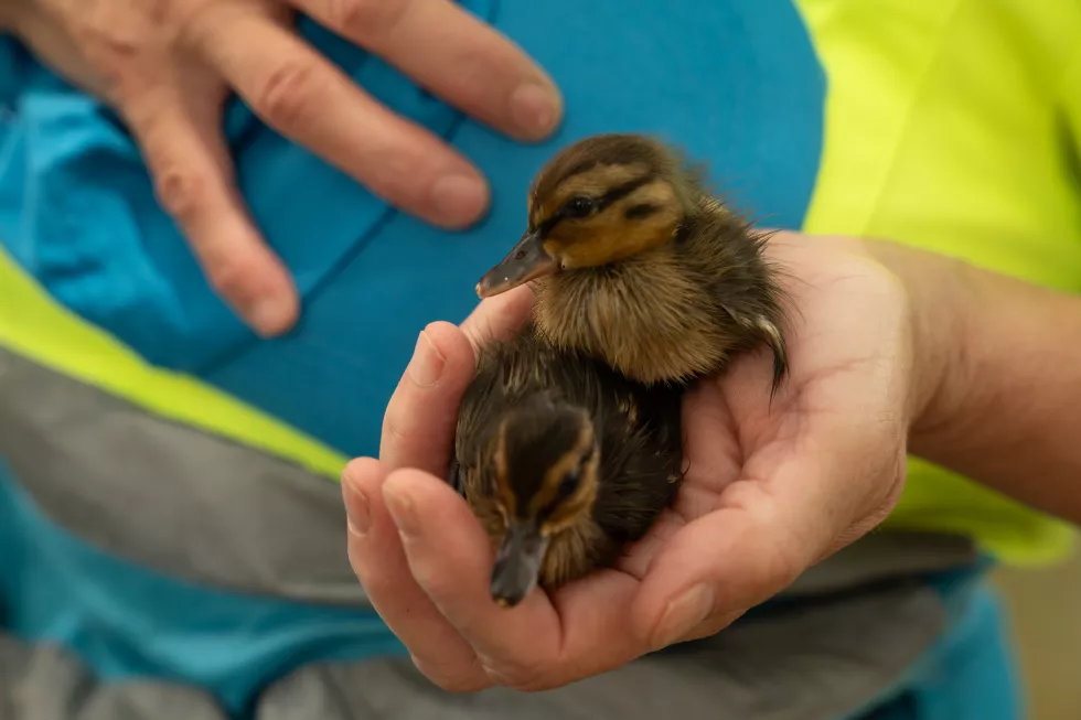 baby-ducklings-held-gently-hands