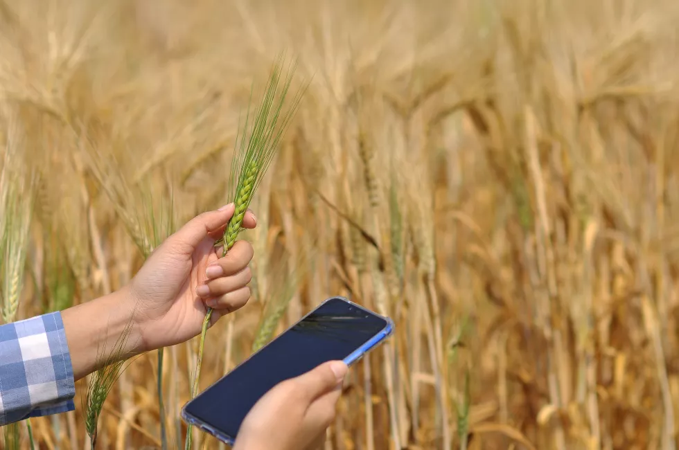 midsection-person-holding-wheat