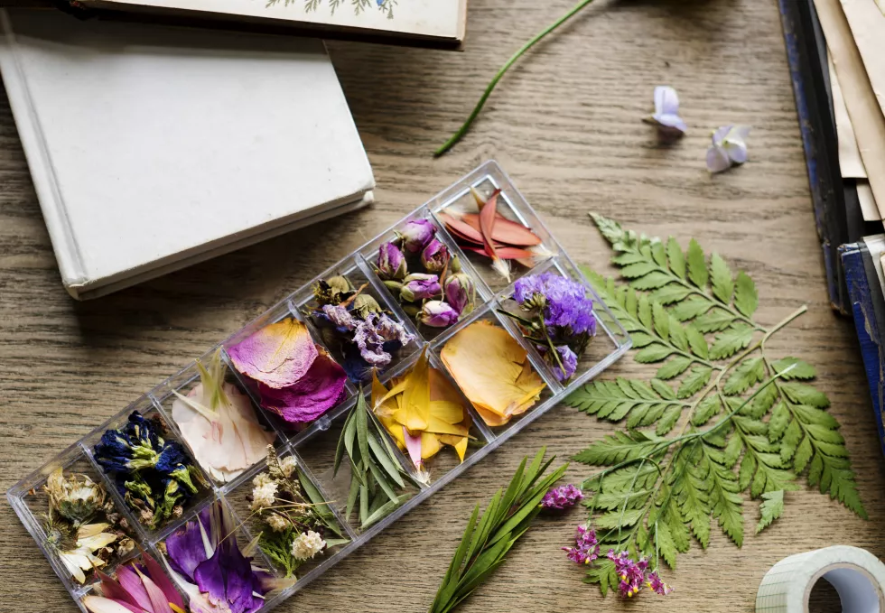 blossom-flower-decorative-tenderness-fresh