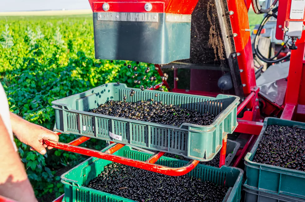 black-currant-is-poured-into-combine-drawer-harvesting-berries-summer