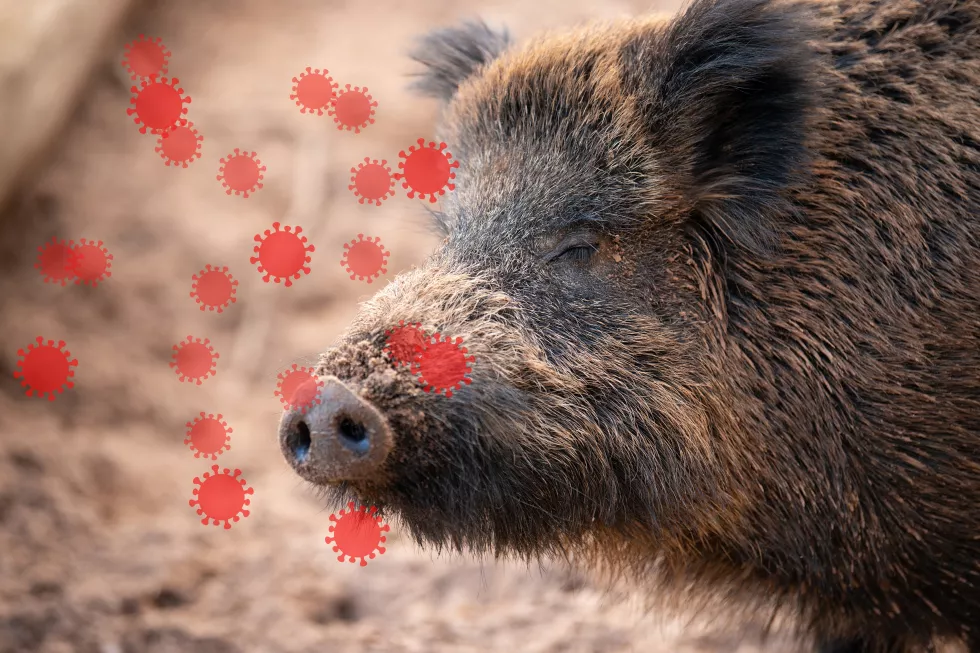 african-swine-fever-asfv-virus-outbreak-infected-wild-boar-infectious-disease-spreading-animals
