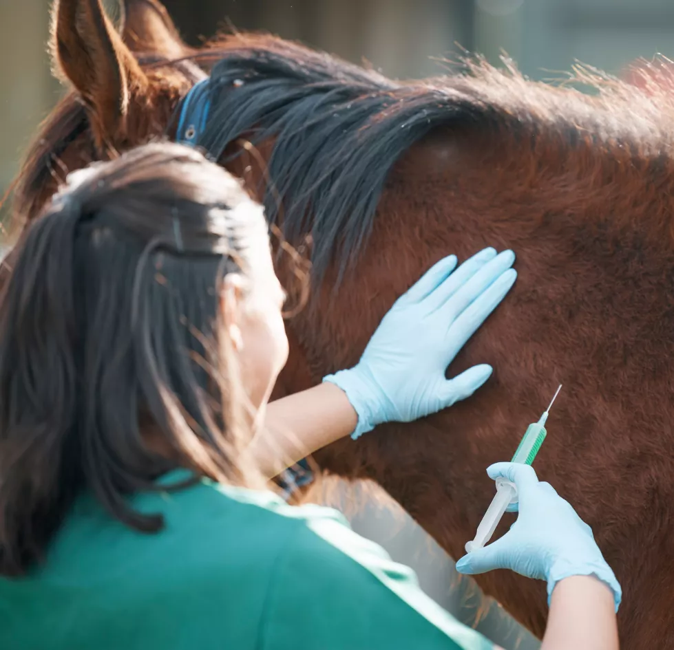 hands-horse-injection-with-vet-farm-treatment-cure-animal-disease-healthcare-medical-sustainability-with-female-doctor-working-ranch-veterinary-insurance