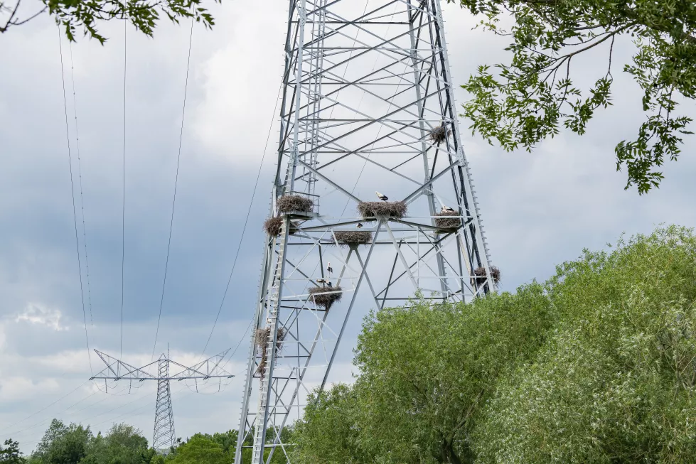 group-white-storks-ciconia-ciconia-made-their-homes-electricity-pylon