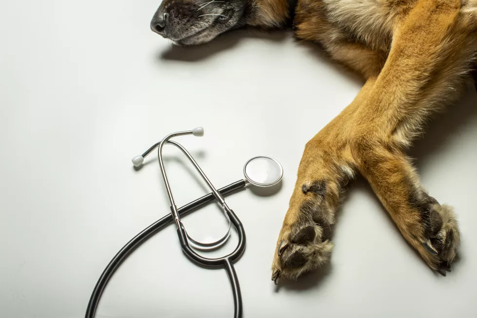 dog-paws-doctor-s-stethoscope