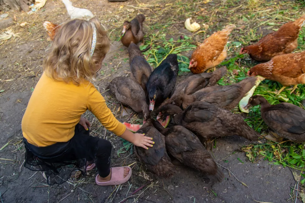 child-with-ducks-chickens-selective-focus