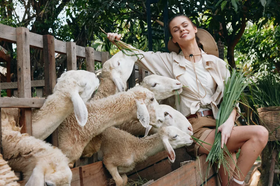 woman-is-feeding-sheep-pen-with-green-grass-front-fence